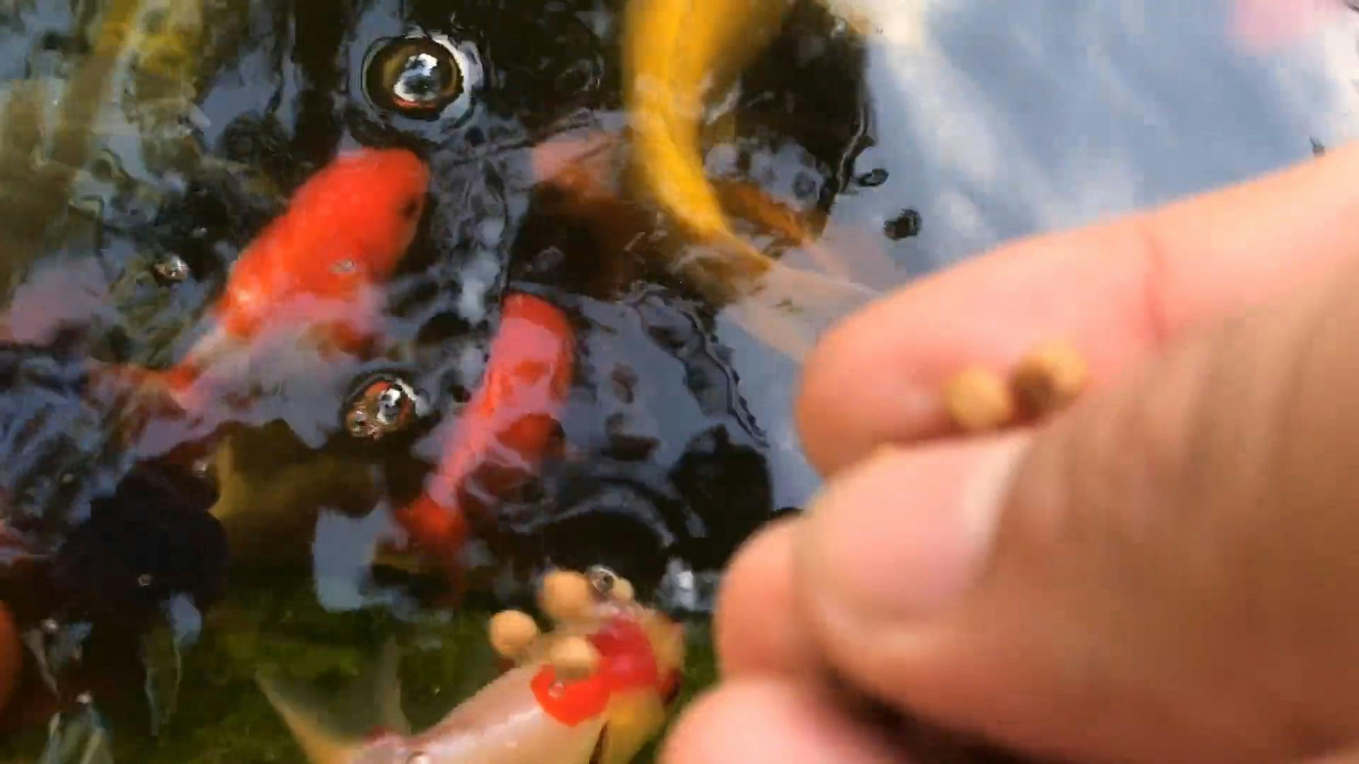 Feeding Koi Fish With Processed Fish Foods · Free Stock Video