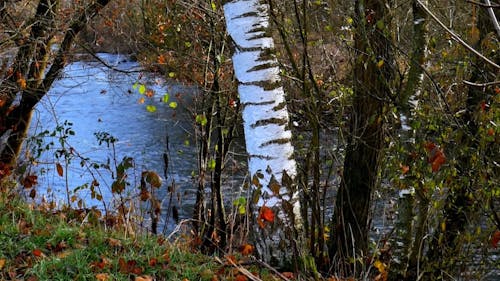 A Single Birch Tree Standing Among Other Trees