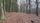 woodland