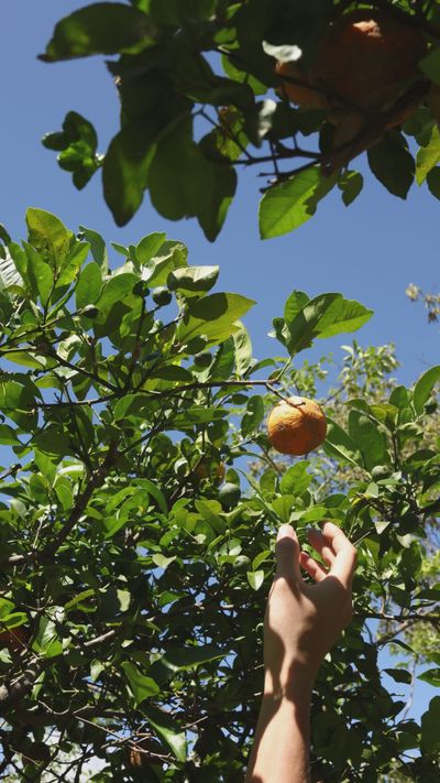 Letícia Alvares's nature timelapse video