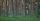 woods