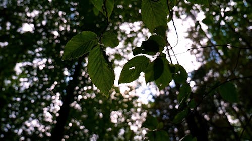 太陽光線から森の地面に日陰を提供する木の葉