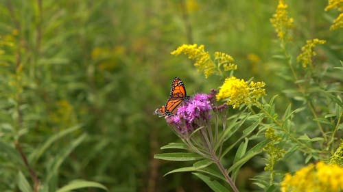 Footage Of A Butterfly Eating Nektar