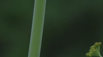 豌豆尖视频素材