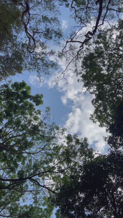 Anurag Gusain's nature timelapse video