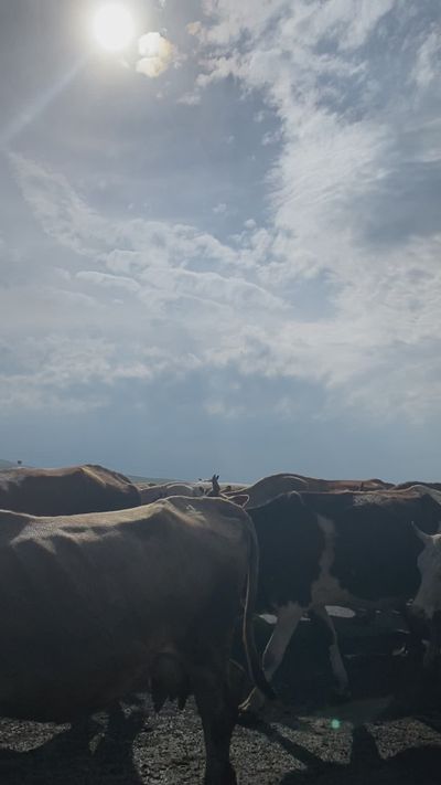 azra melek's fantasy landscape cinematic video
