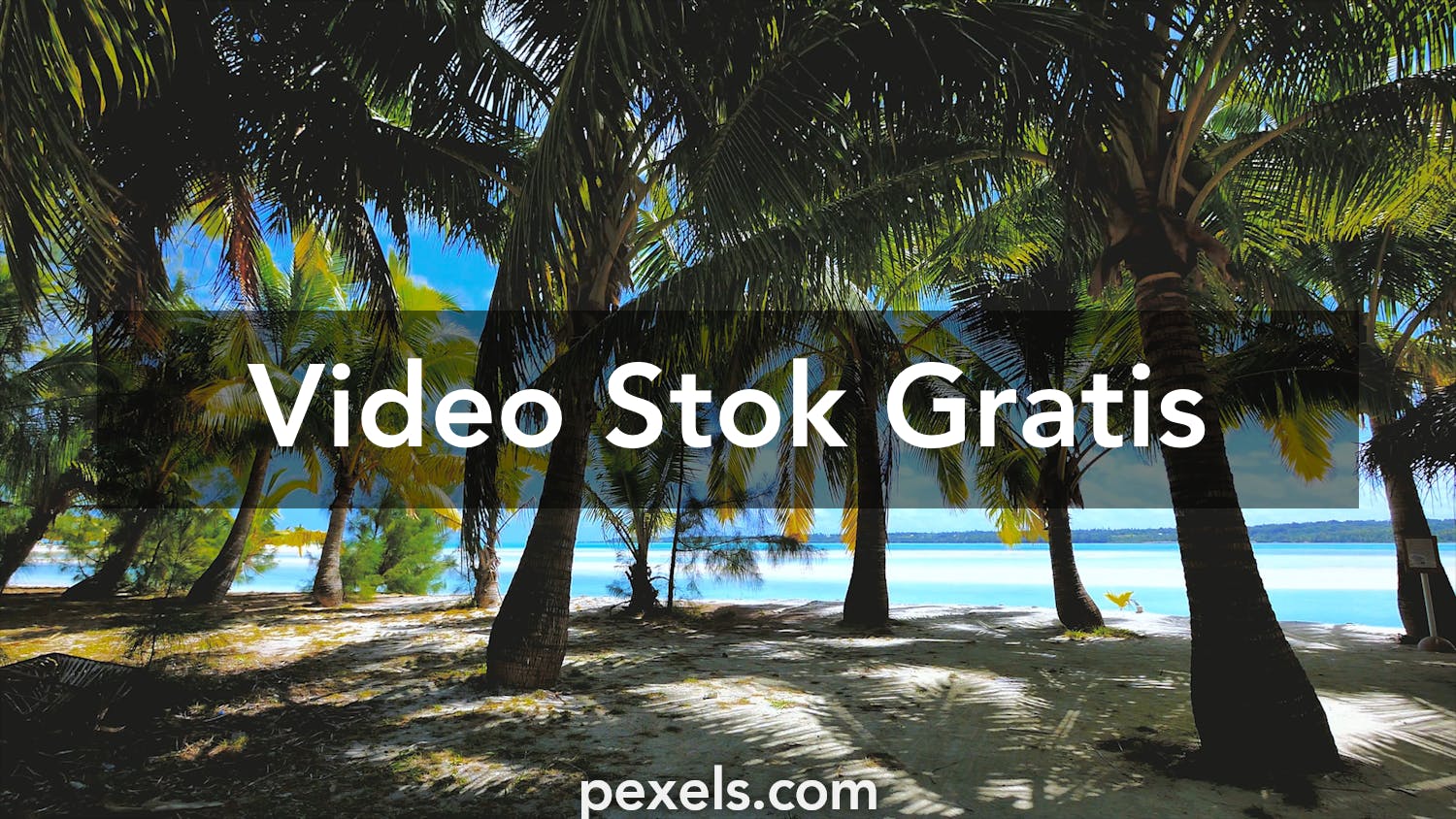 1000 Video Latar Belakang Zoom  Pexels  Video Stok Gratis