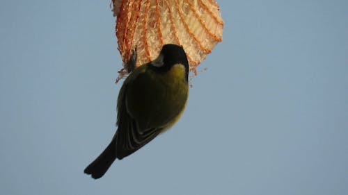 A Green Sparrow Feeding On Food Placed In A Hanging Plastic Net