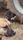 dogs and cats