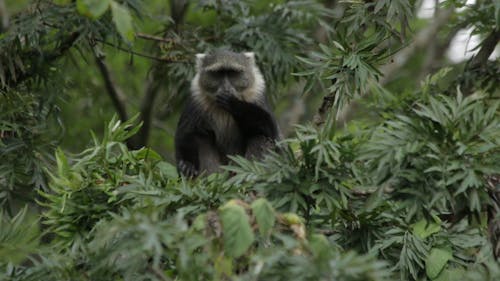 Monkey Eating Alone In The Tree