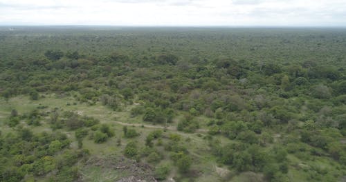 Drone Footage Of Tree Canopies Of A Dense Forest