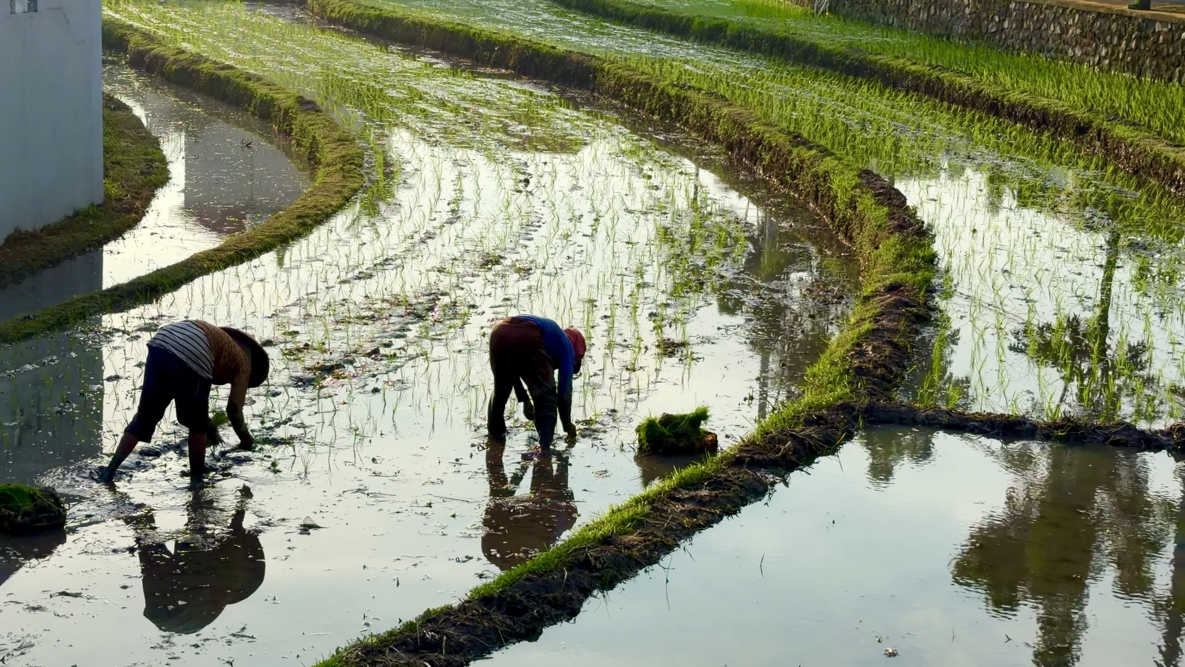 Farmers Planting Rice in Verdant Terraces Free Stock Video Footage ...