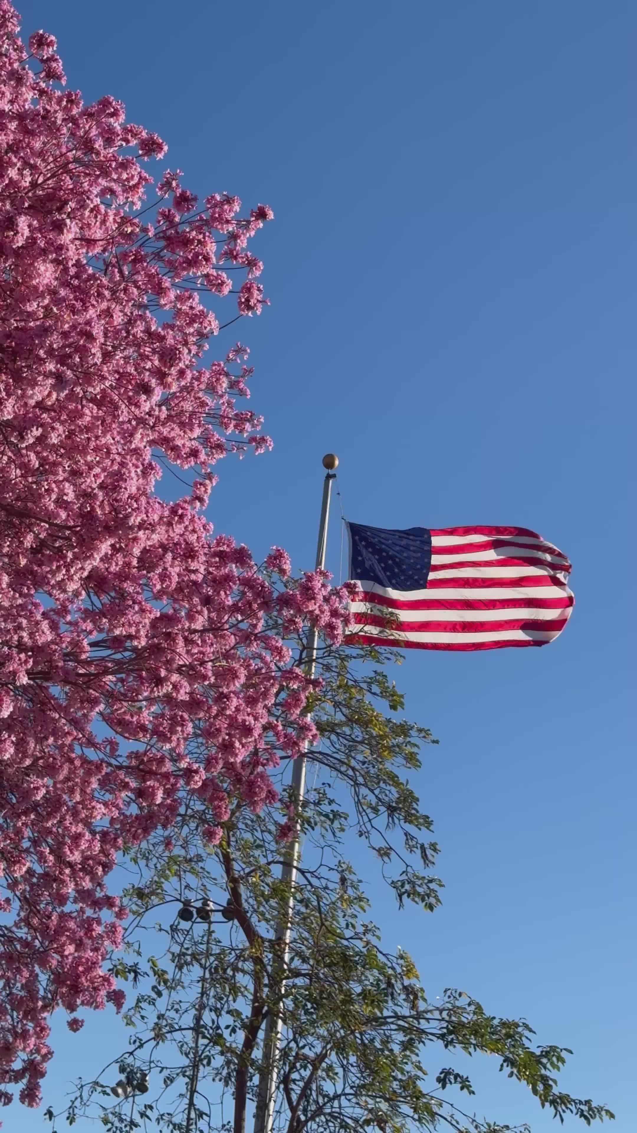 American Flag with Cherry Blossoms in Spring Free Stock Video Footage ...
