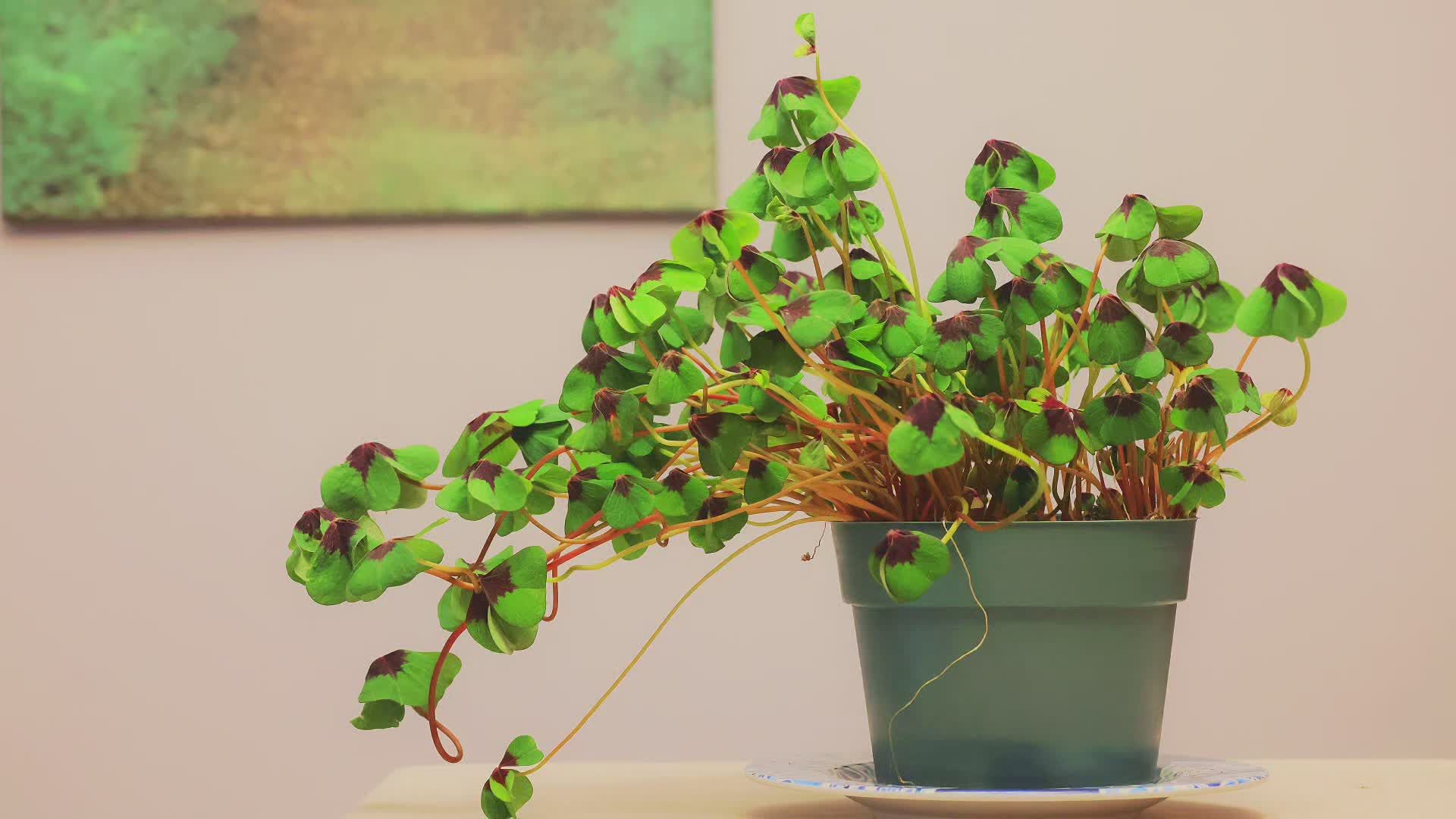 Timelapse of Potted Shamrock Plant Indoors Free Stock Video Footage ...