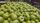 apple fruit