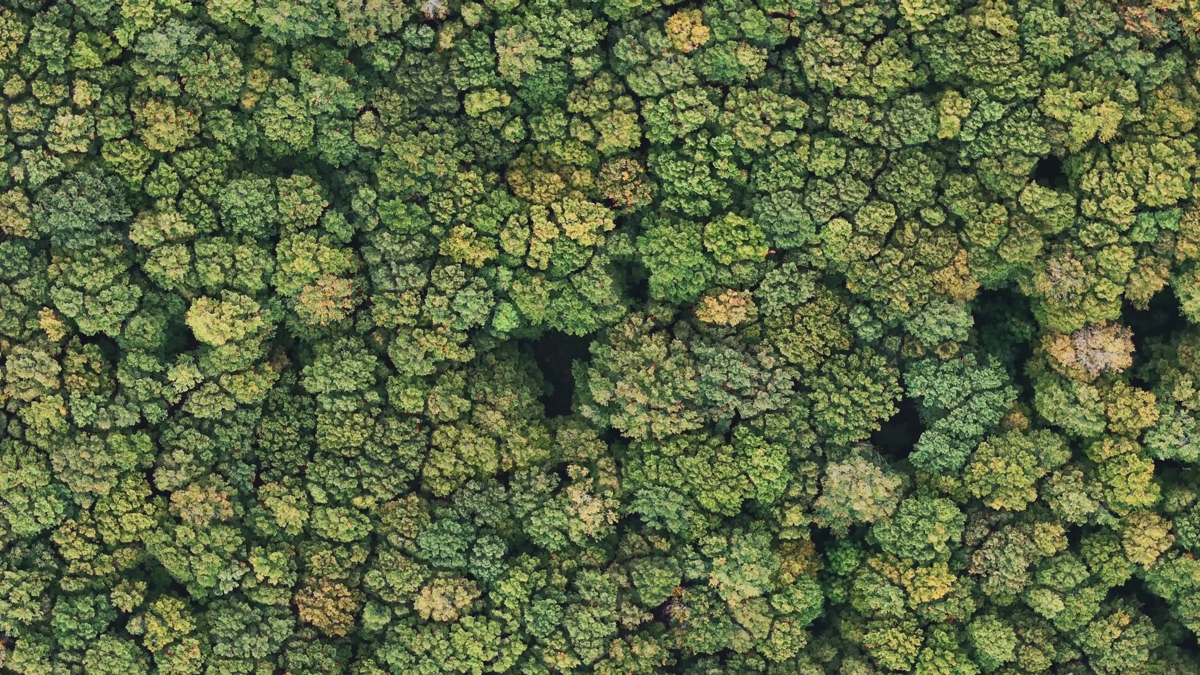 Aerial View of Lush Autumn Forest Canopy Free Stock Video Footage ...
