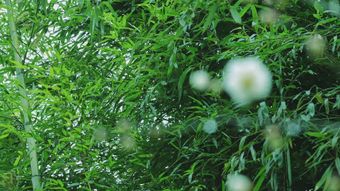 节气白露高清视频视频素材视频素材