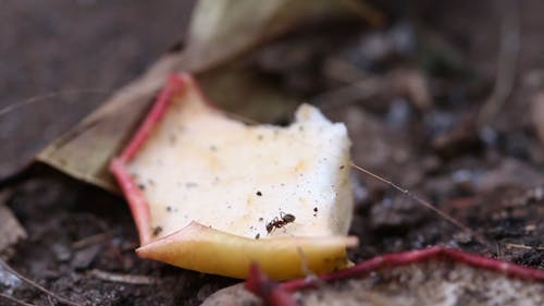 Ants Eating A Rotten Fruit