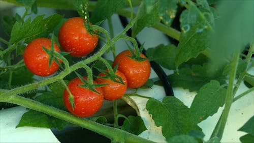 Selbst Angebaute Tomaten, Die Darauf Warten, Auf Ihrer Pflanze Geerntet Zu Werden