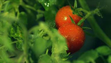 close up footage of a small tomato