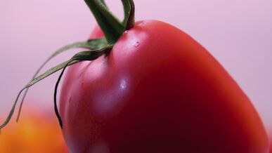 close up of fresh juicy tomato slices