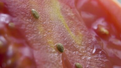 close up of juicy pink tomato macro