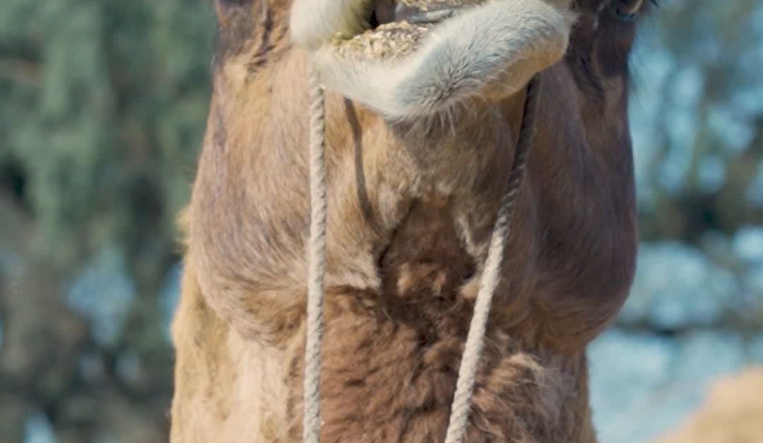 Camel Video Close-up of Camel Chewing in Desert Setting Free Stock Video Footage ...