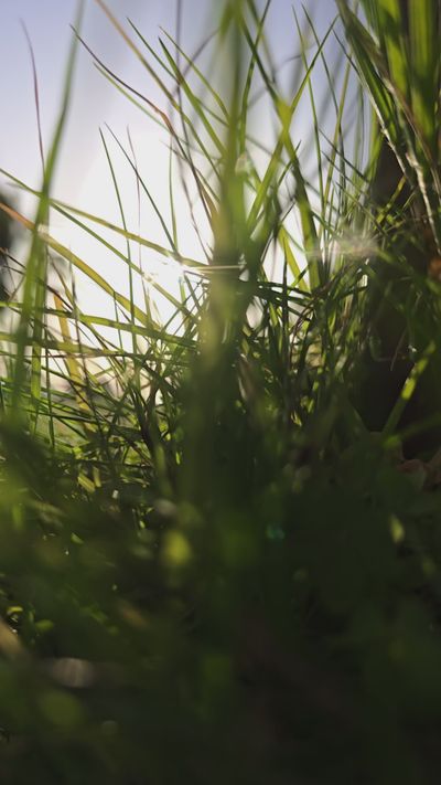 ULTRA_ IMAGE's nature timelapse video