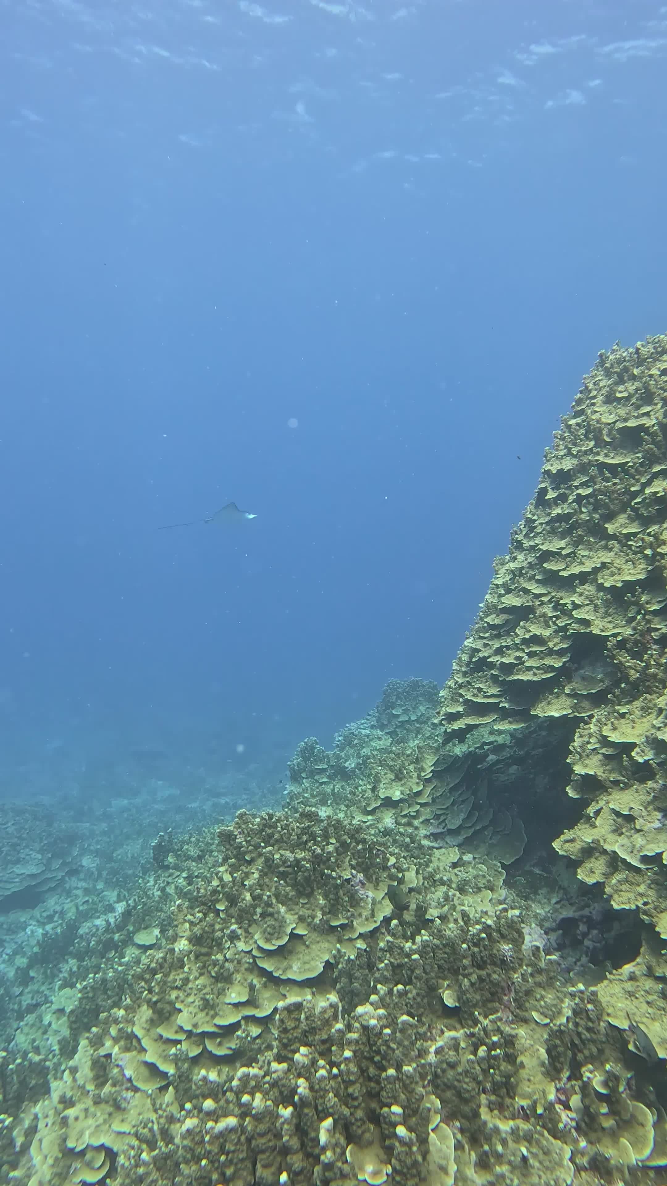 take me here right now
📍 Great Barrier Reef
🎥 JUN HO LEE · Pexels
#travel #wanderlust #nature #adventure #vacation