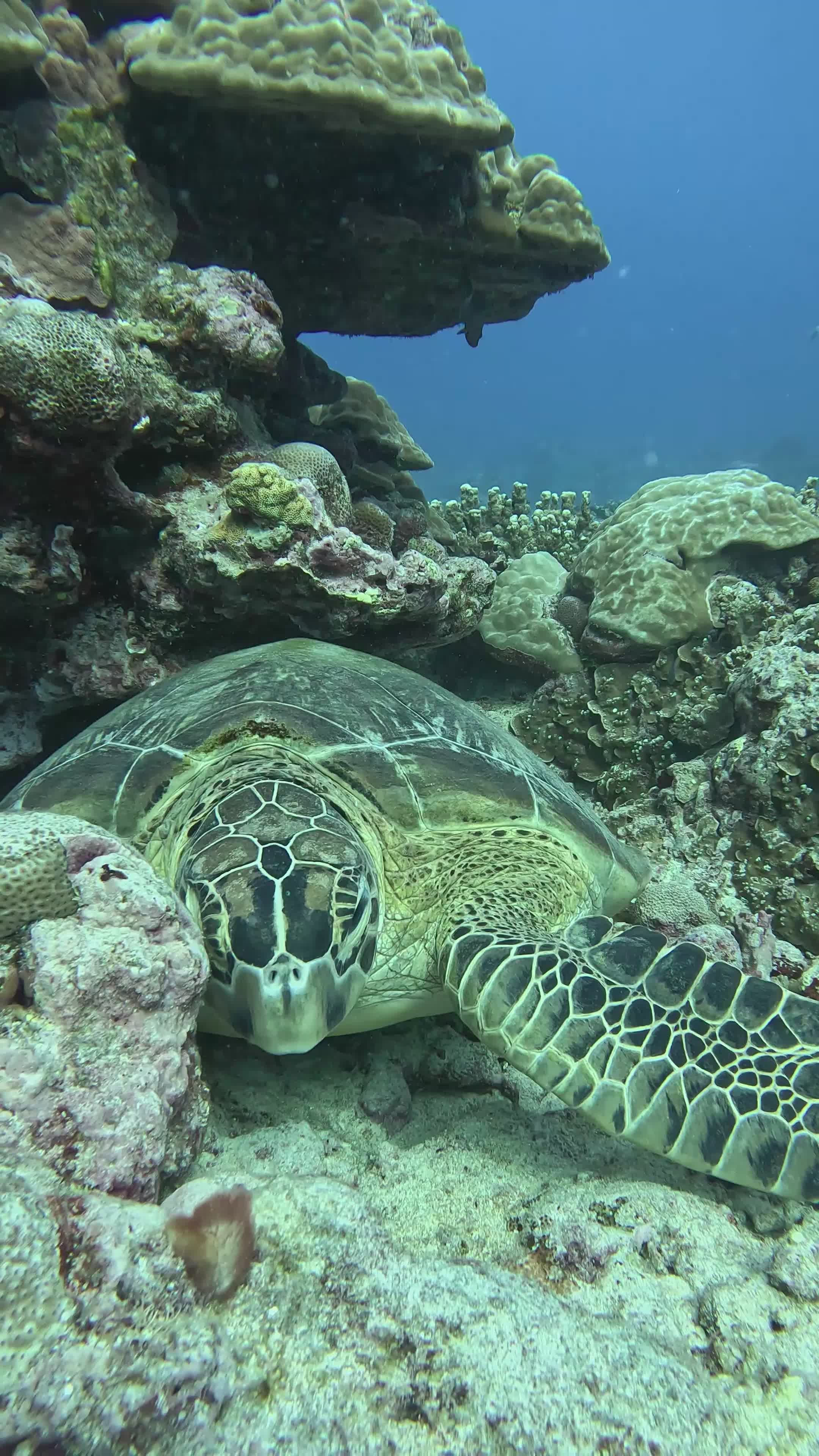 Tranquil Sea Turtle in Vibrant Coral Reef Free Stock Video Footage ...