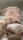 happy cat