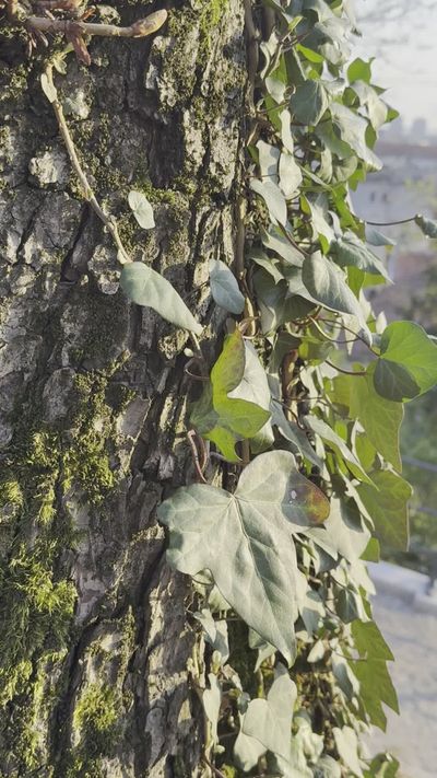 Allen Gurung's nature timelapse video