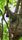 sloth