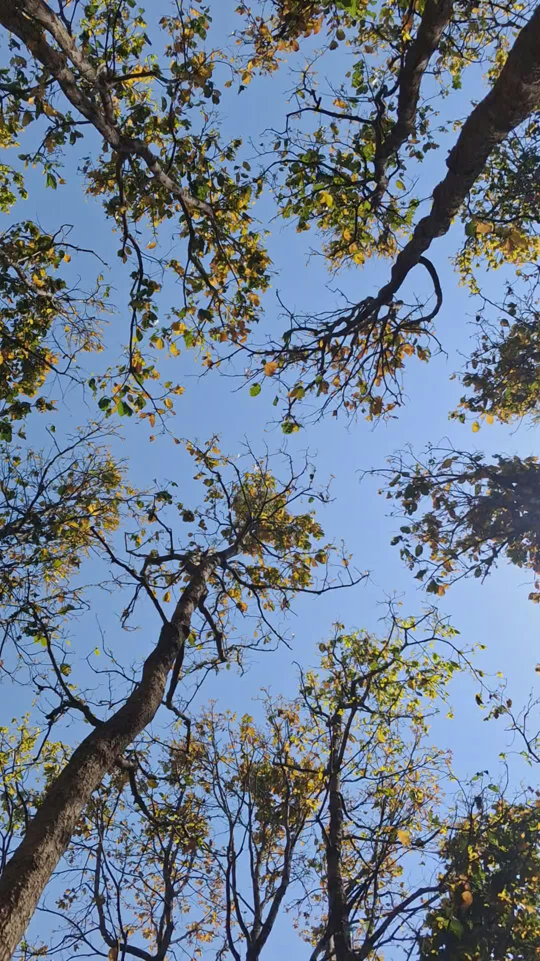 Video by Krishna Kumar