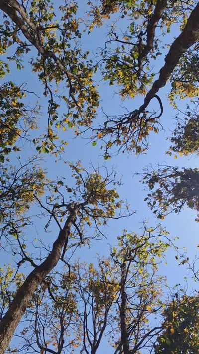 Krishna Kumar's nature timelapse video