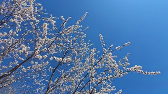 春风视频素材视频素材