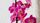 orchid
