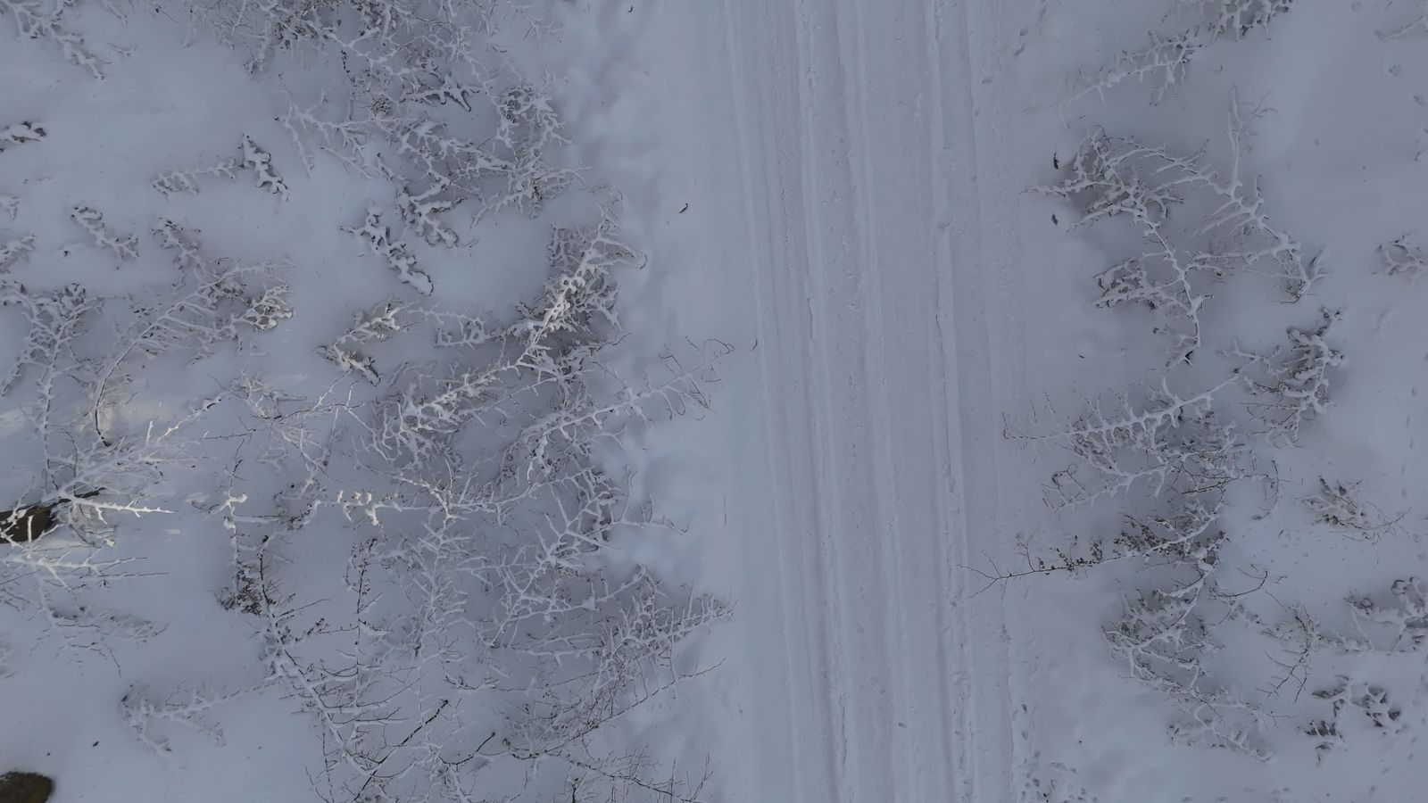 Aerial View of Snow-Covered Winter Forest Free Stock Video Footage ...