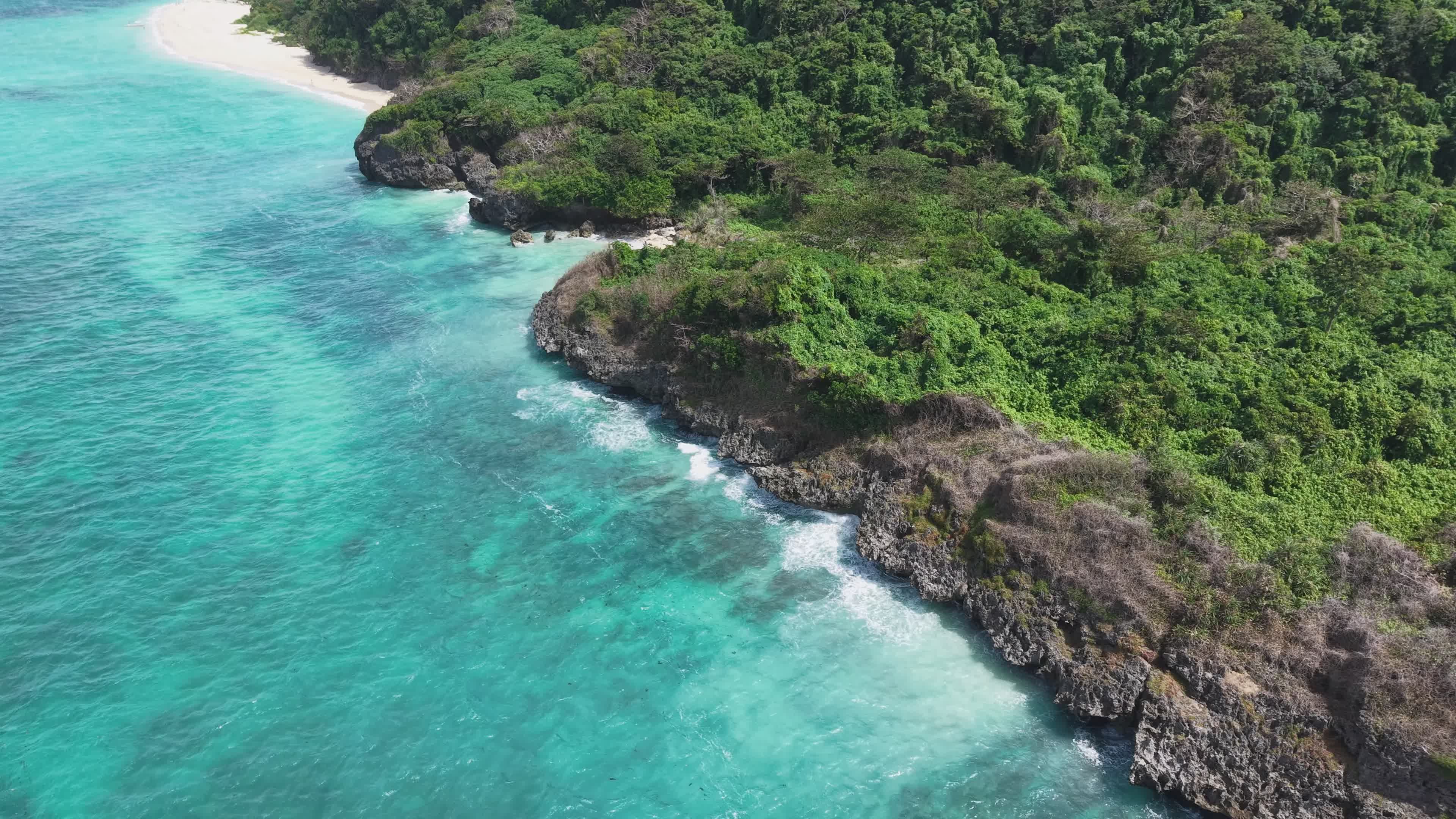 Serene Tropical Beach with Lush Greenery and Waves Free Stock Video ...