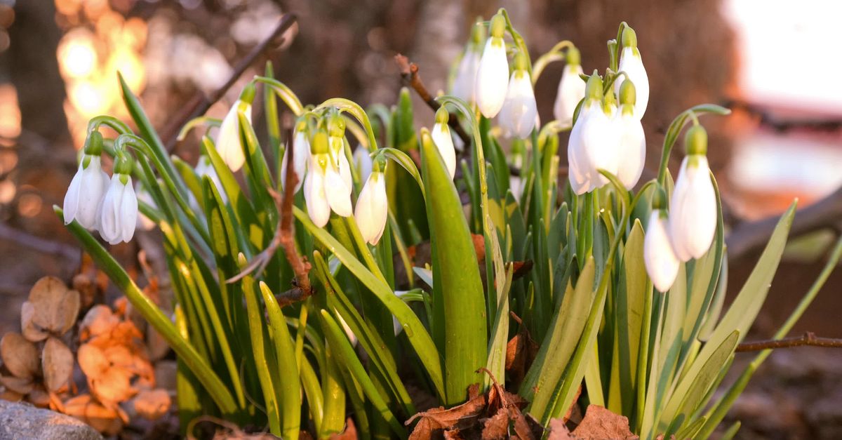 Snowdrops Blooming in Early Spring Garden Free Stock Video Footage ...