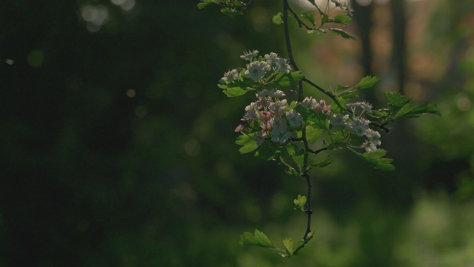 Beautiful Nature Video Videos, Download The BEST Free 4k Stock Video ...