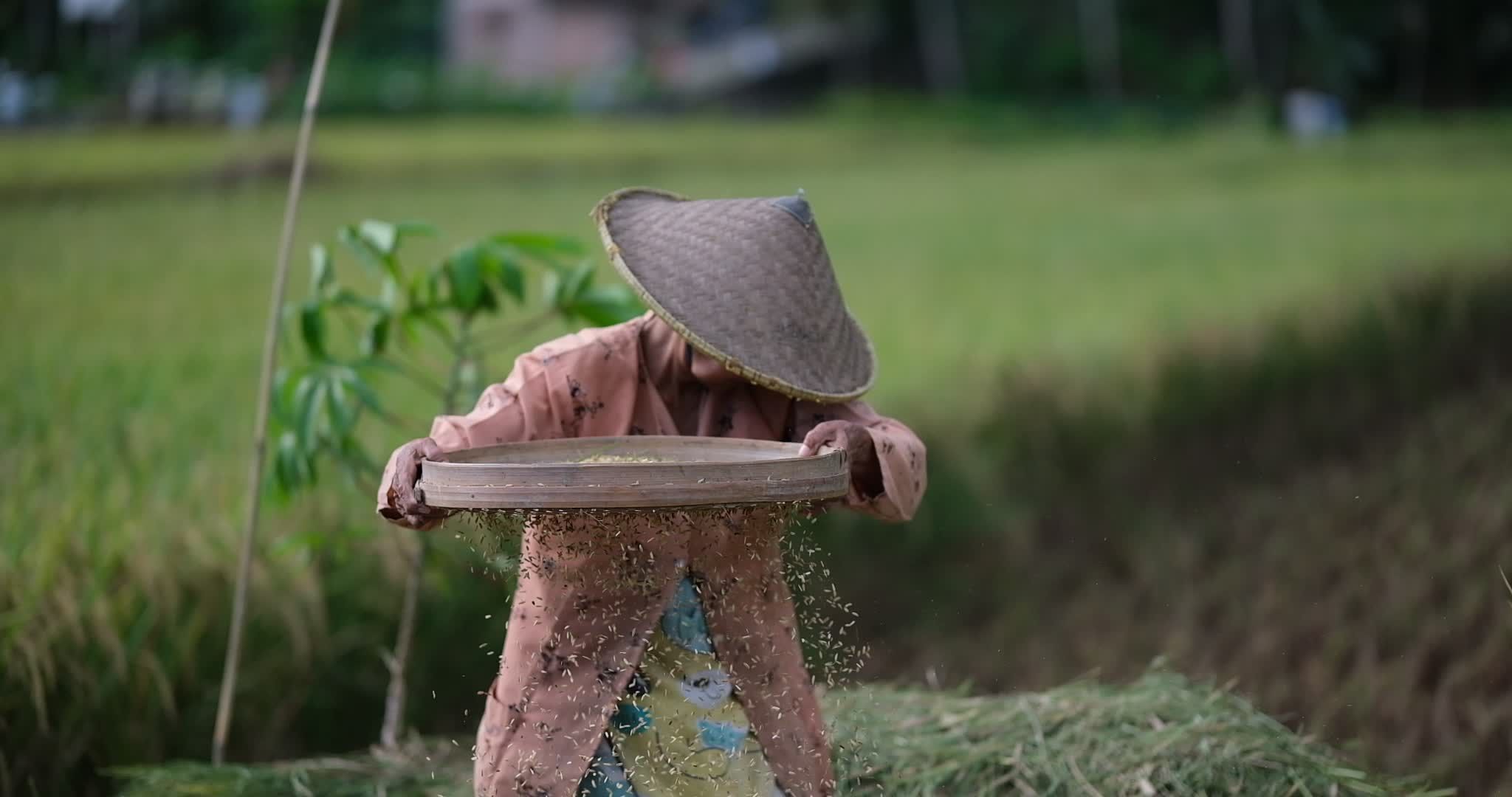 Traditional Farmer Sifting Rice in Lush Field Free Stock Video Footage ...