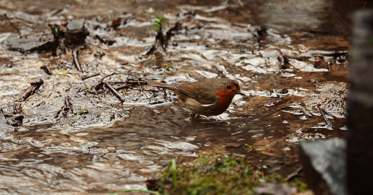 Robin Rocking Water Robin Bathing in Forest Stream Captured Close Up Free Stock Video ...