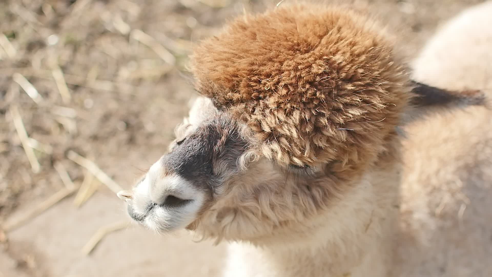 Close-Up of Relaxed Alpaca in Sunlight Free Stock Video Footage ...