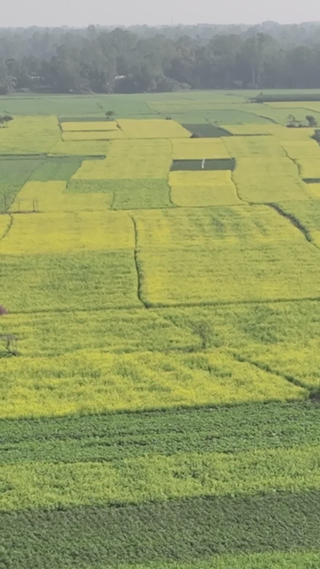 Stunning Aerial View of Bangladesh Rice Fields Free Stock Video Footage ...