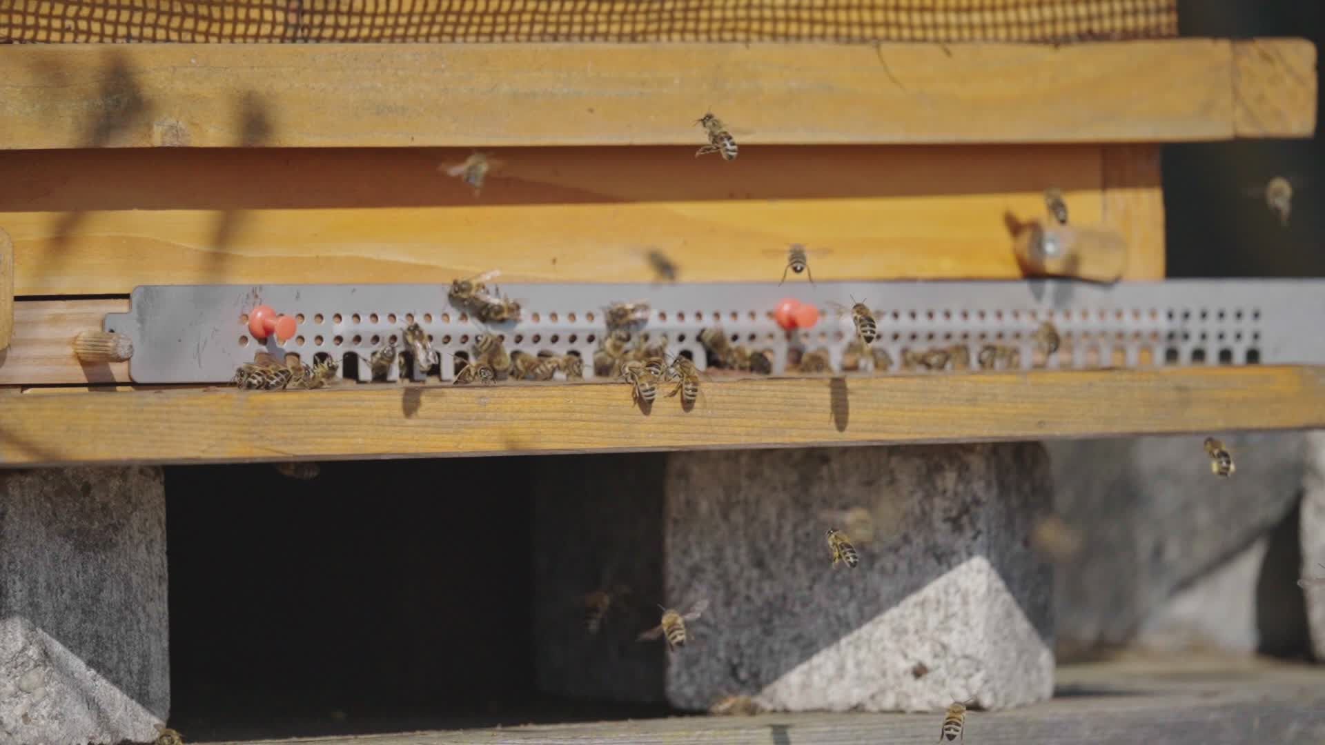 Bees Swarming Around Beehive Entrance Free Stock Video Footage, Royalty ...
