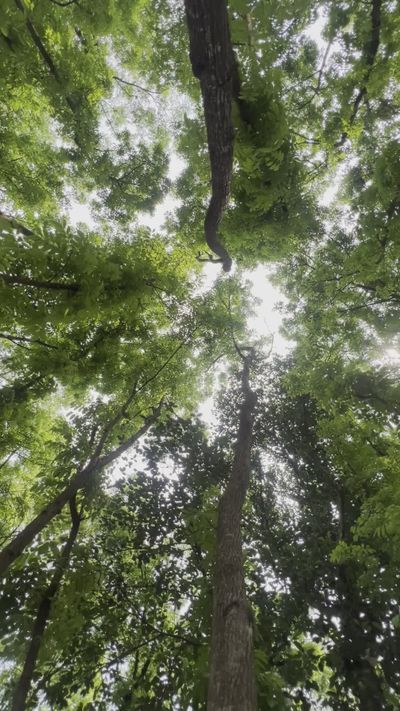 Ziad Mahmud's nature timelapse video