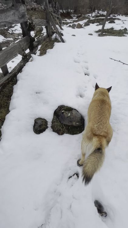 Dog Strolling Through Snowy Forest Path Free Stock Video Footage ...