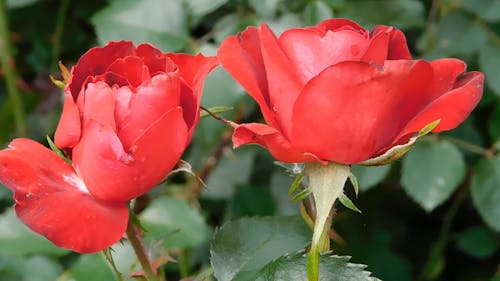 Red Roses In Full Bloom