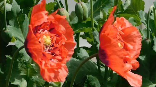 Red Poppies In Full Bloom